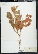 Rumex venosus image