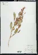 Rumex venosus image