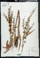 Rumex verticillatus image