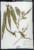 Rumex verticillatus image