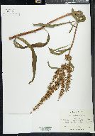 Rumex verticillatus image