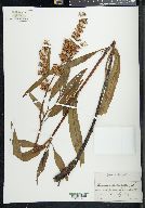 Rumex verticillatus image