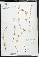 Epilobium anagallidifolium image