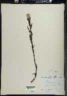 Castilleja septentrionalis image