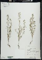 Chaenorhinum minus image