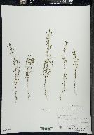 Chaenorhinum minus image