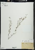 Chaenorhinum minus image