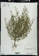 Chaenorhinum minus image