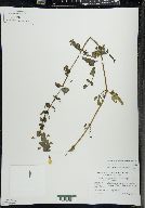 Erythranthe michiganensis image