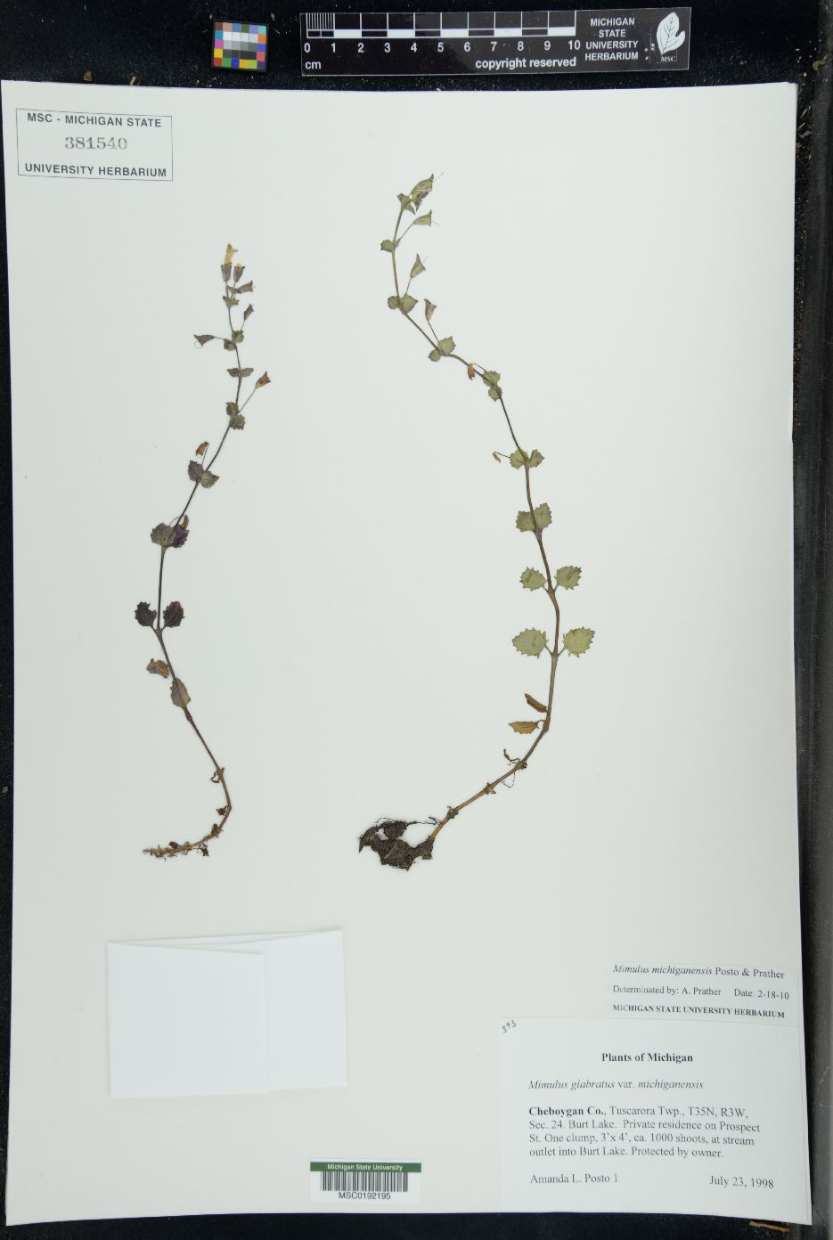 Erythranthe michiganensis image