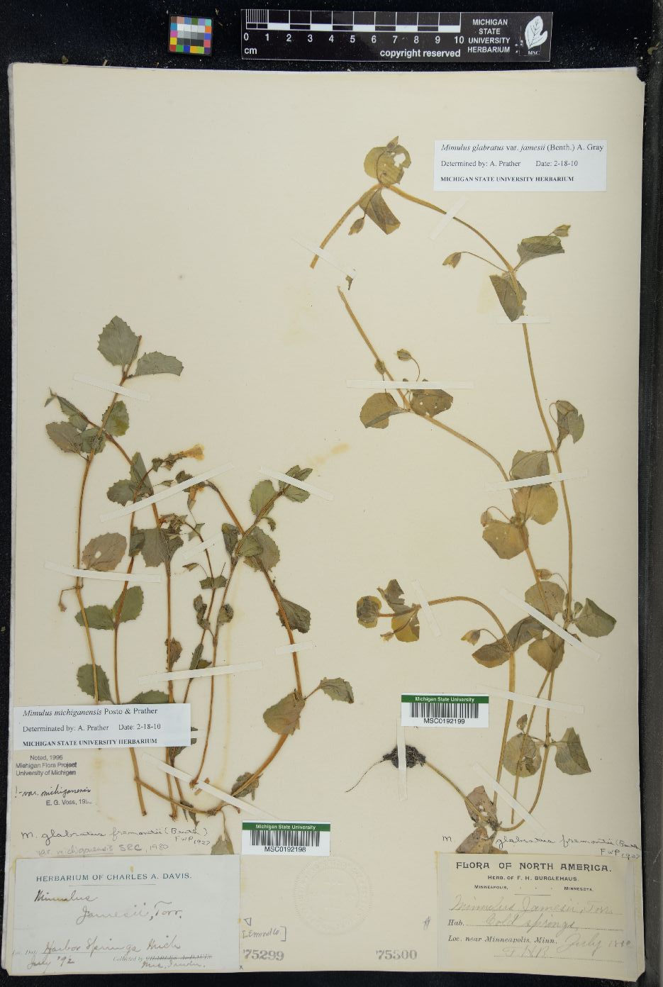 Erythranthe michiganensis image