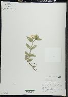 Erythranthe moschata image