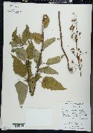 Scrophularia lanceolata image