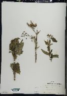 Scrophularia lanceolata image