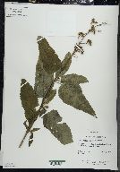 Scrophularia lanceolata image