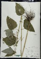 Scrophularia marilandica image