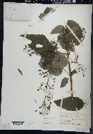 Scrophularia marilandica image