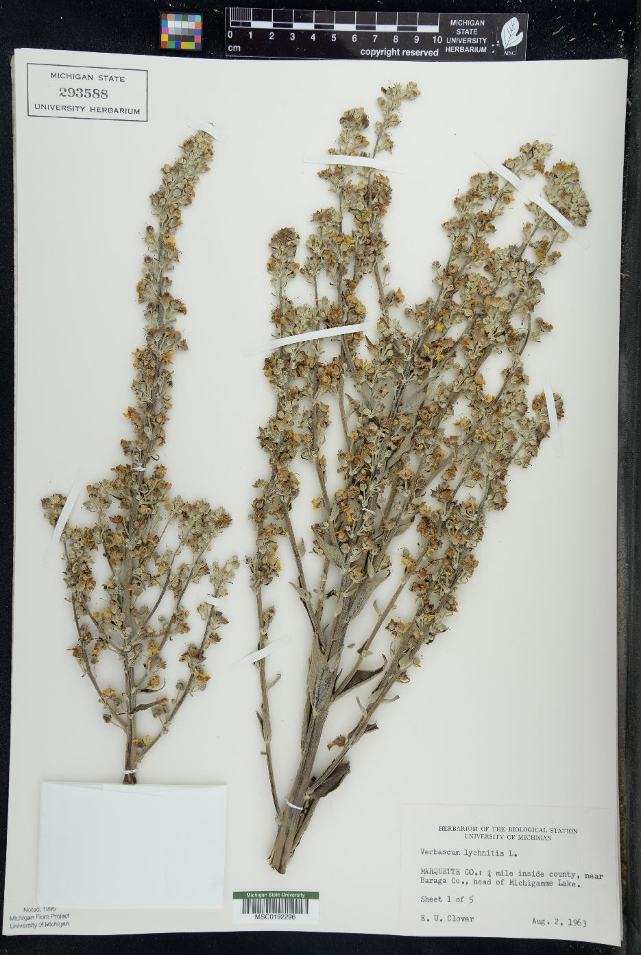 Verbascum lychnitis image