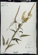 Veronicastrum virginicum image