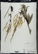 Veronicastrum virginicum image