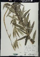 Veronicastrum virginicum image