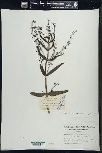 Veronica catenata image