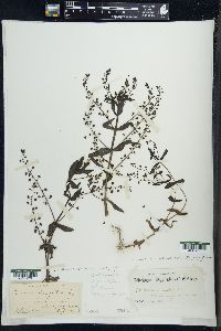 Veronica anagallis-aquatica image