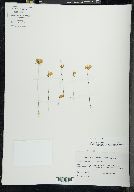 Utricularia cornuta image