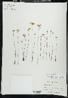 Utricularia cornuta image