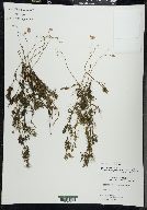 Utricularia purpurea image