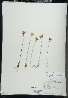 Utricularia cornuta image