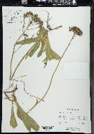 Hieracium aurantiacum image