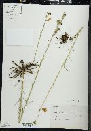 Campanula persicifolia image