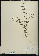 Galium obtusum image