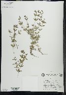 Galium obtusum image