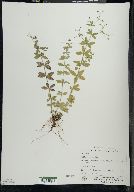 Galium pilosum image