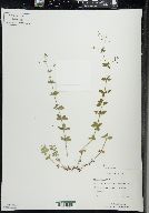 Galium pilosum image