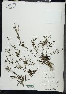 Houstonia longifolia image