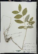 Lonicera dioica image