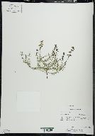 Galium verum image