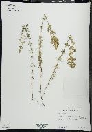 Galium verum image