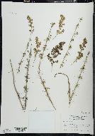 Galium verum image