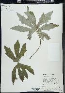 Petasites frigidus image