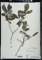 Lonicera oblongifolia image