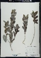 Lonicera oblongifolia image