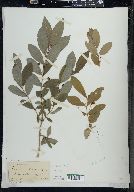 Lonicera oblongifolia image