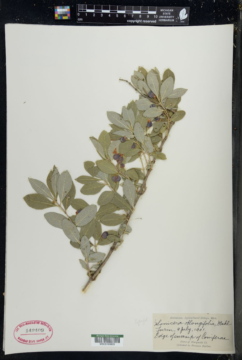 Lonicera oblongifolia image