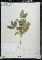 Lonicera oblongifolia image