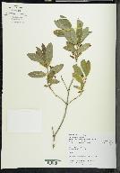 Lonicera oblongifolia image