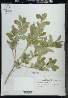 Lonicera oblongifolia image